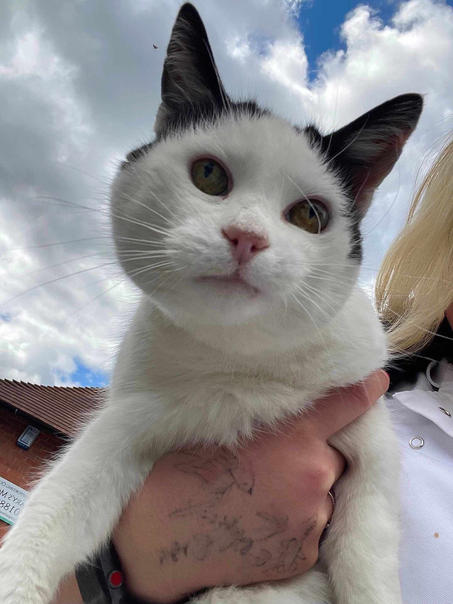 Oreo is registered to the contest to win money with this photo: cat, white_cat, black_markings, pet, animal, close_up, hand, tattoo, person, outdoor, sky, clouds, rooftop, feline, whiskers, ears, eyes, nose, fur, portrait