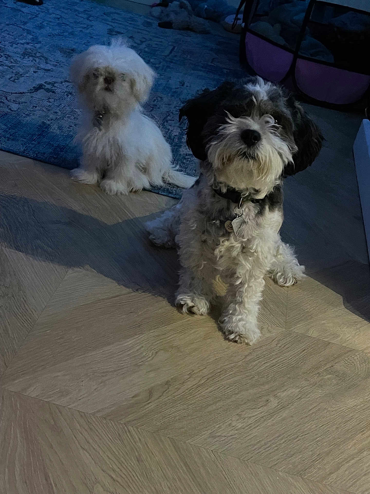 Ted joined the competition — help win amazing prizes! dog, indoor, floor, carpet, pet, fluffy, black_and_white, white, sitting, collar, wooden_floor, curious, two_dogs, animal, home, domestic, companion, cute, fur, small_dog