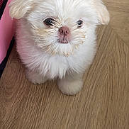Winnie is registered to the contest to win money with this photo: puppy, dog, fluffy, white, pet, animal, floor, wooden_floor, indoor, cute, small, young, looking_up, ears, fur, nose, paw, companion, adorable, curious