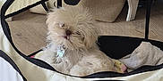 Winnie is registered to the contest to win money with this photo: dog, fluffy, white, pet_carrier, mesh, blanket, indoor, cute, small_dog, fur, collar, tag, resting, animal, domestic_pet, cozy, comfort, looking, portrait, cute_pet