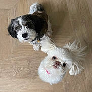 Winnie is registered to the contest to win money with this photo: animal, black_and_white_dog, canine, collar, companions, curious, cute, dog, domestic, fluffy, friendly, fur, indoor, looking_up, pet, playful, small_dog, two_dogs, white_dog, wooden_floor