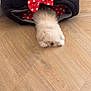 puppy, dog, pet_bed, black, red_bow, polka_dot, wooden_floor, sleeping, fluffy, cute, indoor, cozy, resting, animal, small_dog, adorable, fur, home, comfort, relaxing