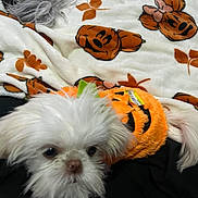 Winnie joined the competition — help win amazing prizes! animal, black_background, blanket, costume, cozy, cute, dog, festive, fur, halloween, indoors, leaf, lying_down, orange, pattern, pet, pumpkin, small_dog, soft_texture, white_dog