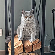 Vroum a rejoint le concours — aidez-le/la à gagner de superbes lots ! abyssinian, animal, box, cardboard, carton, cat, chair, crate, den, egyptiancat, furniture, hardwood, indoors, kitten, lumber, manx, pet, shelf, toy, wood