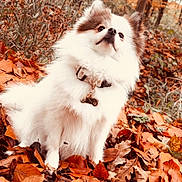Fibye a rejoint le concours — aidez-le/la à gagner de superbes lots ! dog, autumn, leaves, forest, nature, outdoor, fluffy, white, brown, collar, pet, fall, trees, season, canine, animal, leaf_litter, cute, fur, park
