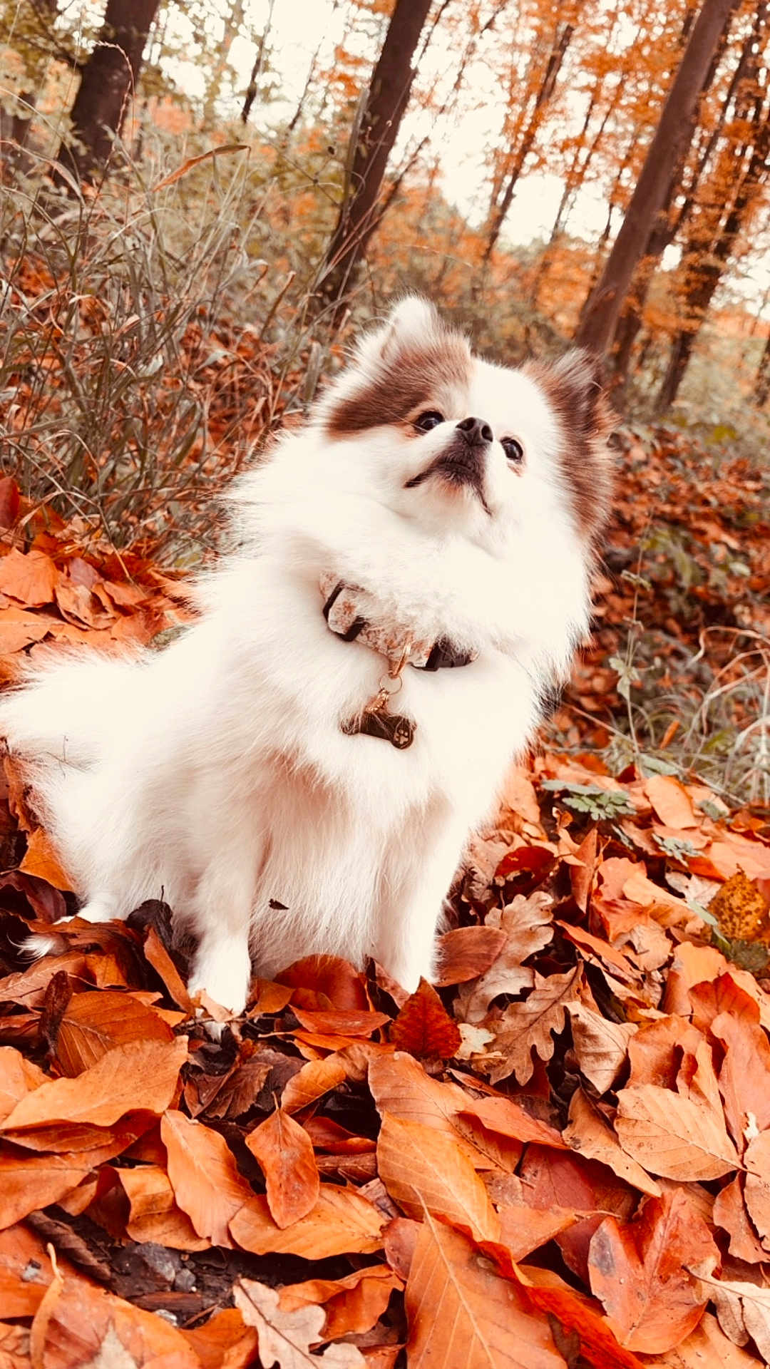 Fibye a rejoint le concours — aidez-le/la à gagner de superbes lots ! dog, autumn, leaves, forest, nature, outdoor, fluffy, white, brown, collar, pet, fall, trees, season, canine, animal, leaf_litter, cute, fur, park