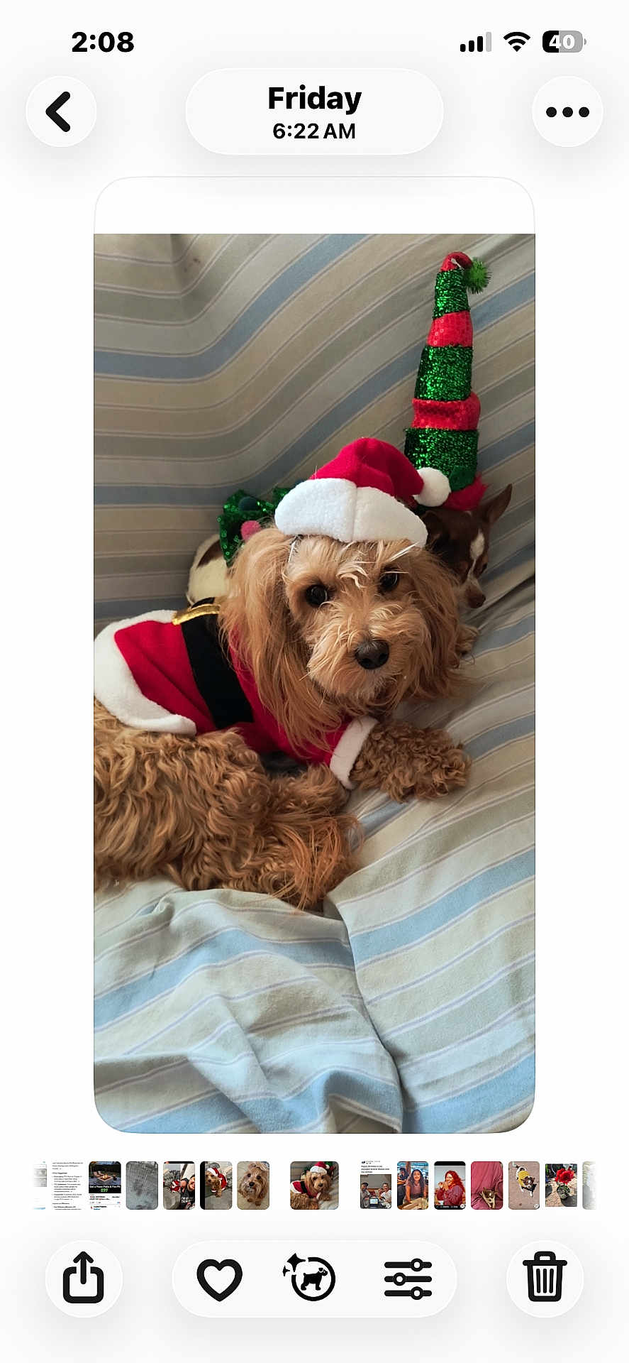 Kobe joined the competition — help win amazing prizes! dog, santa_hat, christmas_costume, holiday, bed, striped_bedspread, cute, pet, animal, fur, small_dog, decorative_hat, cozy, resting, indoor, festive, christmas, holiday_outfit, two_dogs, companion