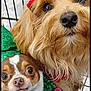 dog, pet, costume, holiday, festive, shopping_cart, closeup, cute, small_dog, brown_fur, white_fur, green_sequins, gold_bow, red_headband, indoor, animal, face, eyes, nose, fur