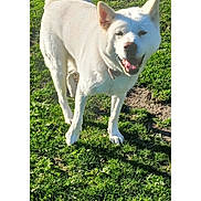 Stormy is registered to the contest to win money with this photo: dog, white_dog, outdoor, grass, sunlight, smiling, pet, canine, happy, fluffy_tail, nature, daytime, animal, mammal, fur, collar, greenery, park, playful, friendly