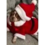 Zoey joined the competition — help win amazing prizes! dog, pet, costume, santa_hat, red_clothing, white_fur_trim, lying_down, indoor, blurred, festive, holiday, animal, small_dog, canine, soft_surface, fuzzy, cute, christmas, outfit, sleeping