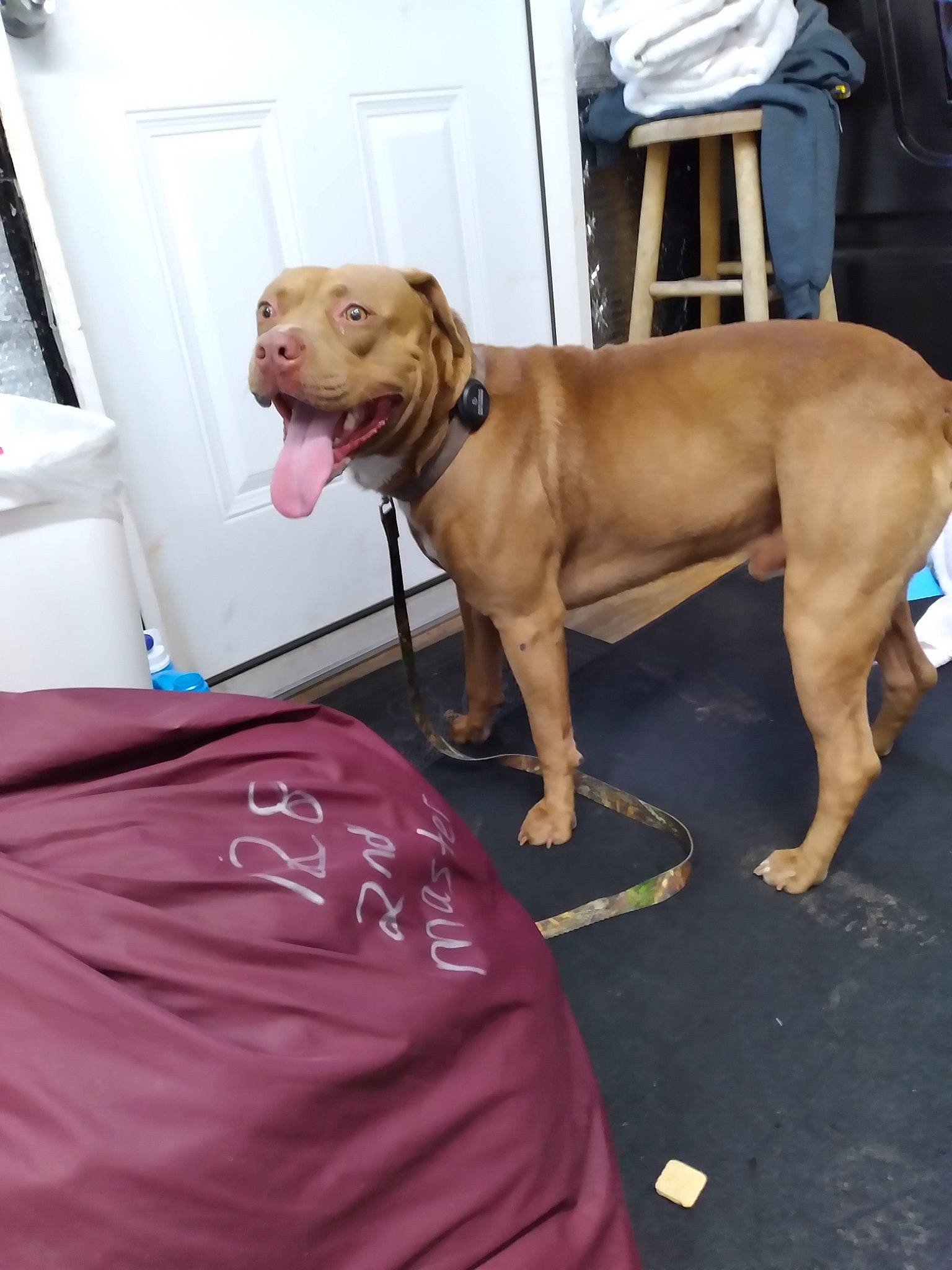 Chance is registered to the contest to win money with this photo: canidae, carnivore, chair, collar, companion_dog, dog, dog_breed, dog_collar, dog_supply, fawn, flooring, guard_dog, gun_dog, hardwood, liver, pet_supply, snout, tail, working_animal, working_dog