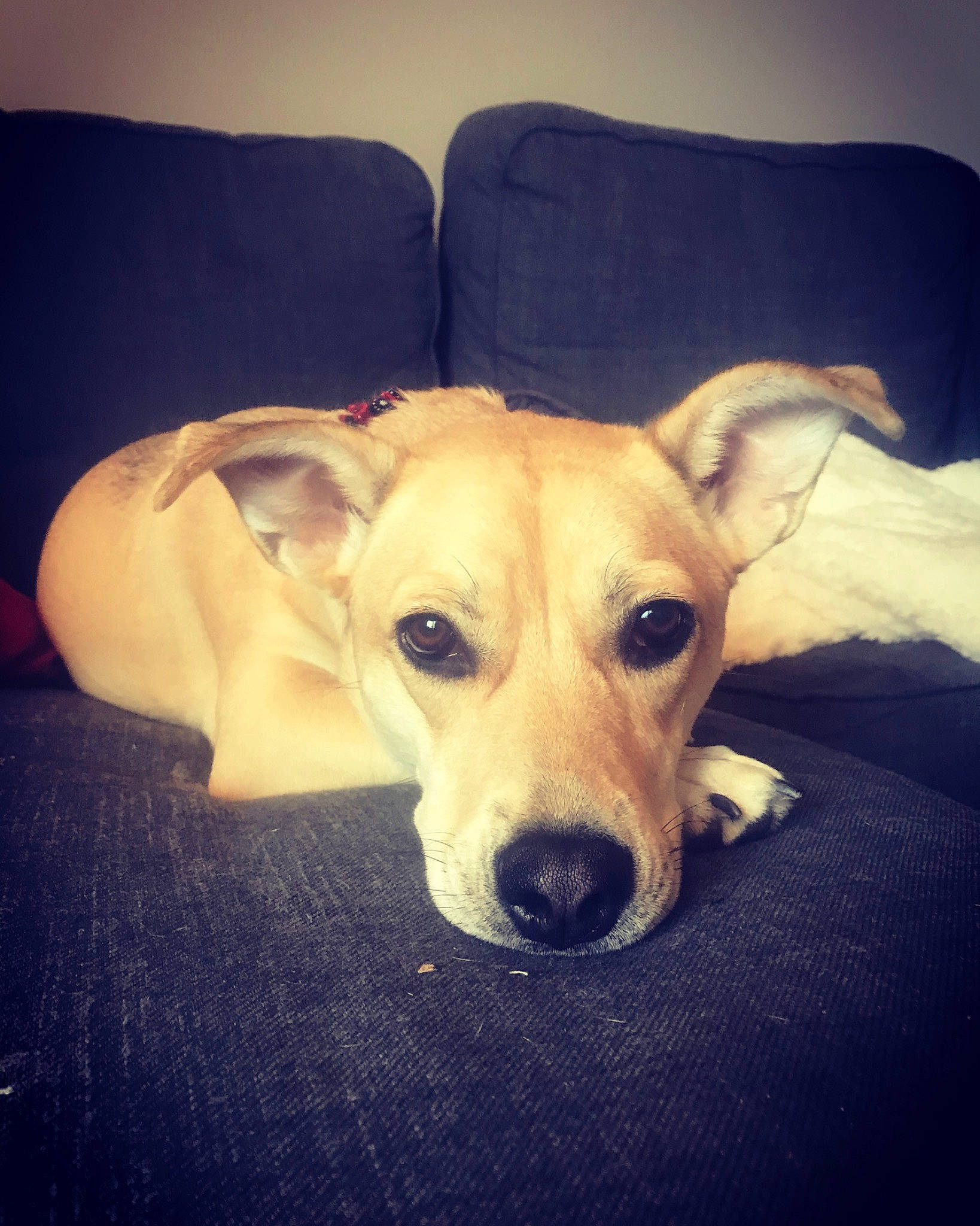 Harper joined the competition — help win amazing prizes! beagador, canidae, carnivore, cloud, companion_dog, dog, dog_breed, ear, eye, fawn, lurcher, mammal, nose, potcake_dog, puppy, sky, snout, sporting_group, street_dog, whippet