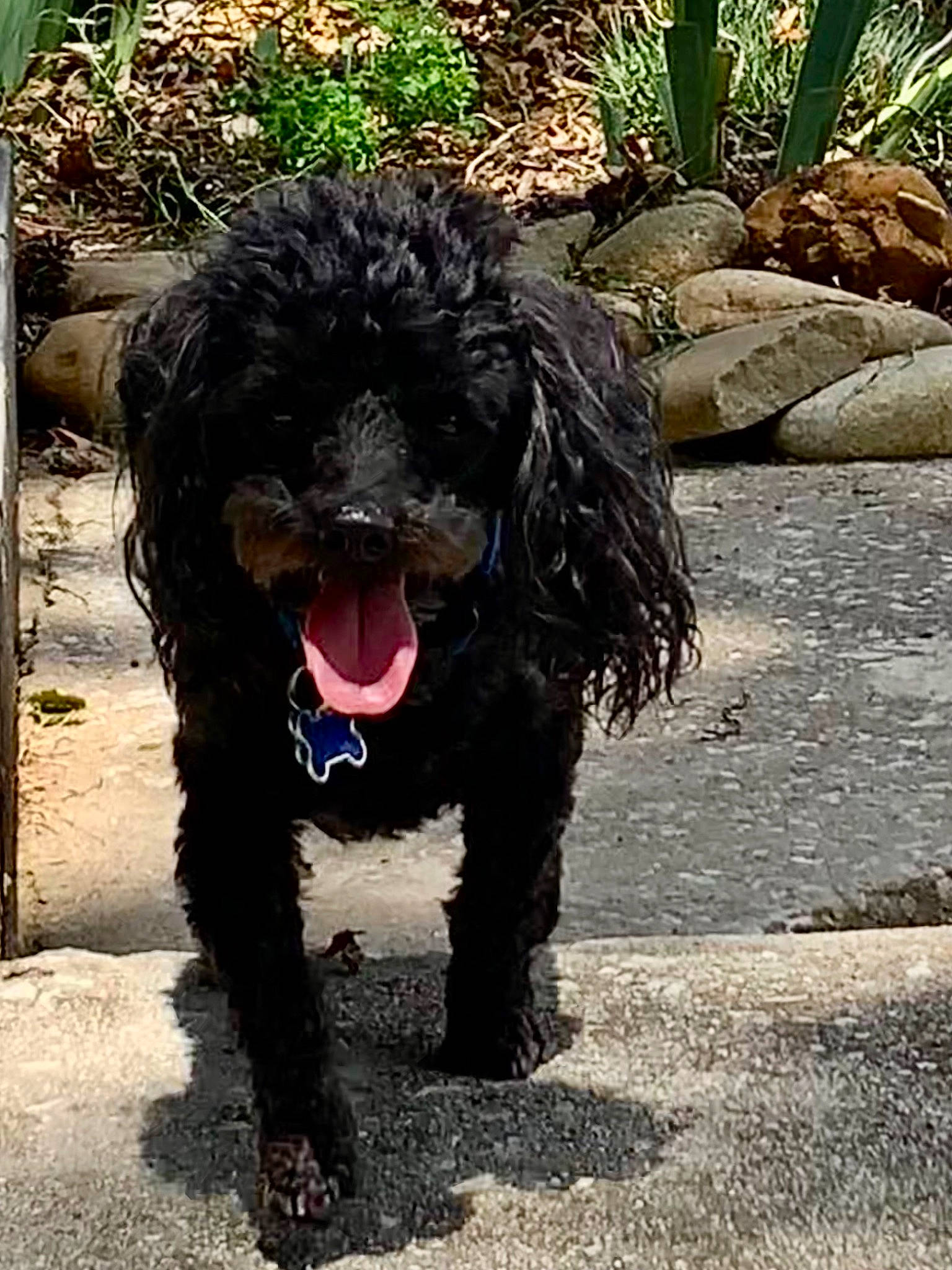 Beast joined the competition — help win amazing prizes! canidae, carnivore, companion_dog, dog, dog_breed, dog_collar, non_sporting_group, plant, poodle, poodle_crossbreed, sporting_group, terrestrial_animal, terrier, toy_dog, water_dog, working_animal