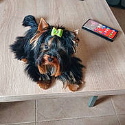 Venus participe au concours pour gagner de l'argent avec cette photo : animal, black_and_tan, bow, casual, cup, cute, dog, foot, fur, green_bow, household, indoor, pet, relaxed, remote_control, small_dog, smartphone, tile_floor, toenails, wooden_table