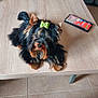 animal, black_and_tan, bow, casual, cup, cute, dog, foot, fur, green_bow, household, indoor, pet, relaxed, remote_control, small_dog, smartphone, tile_floor, toenails, wooden_table
