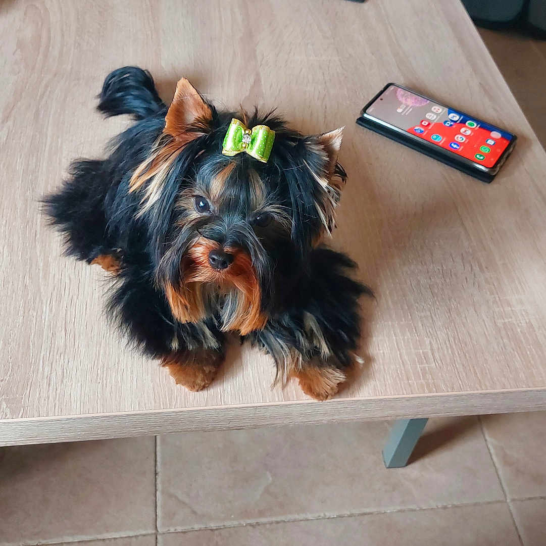 Venus participe au concours pour gagner de l'argent avec cette photo : animal, black_and_tan, bow, casual, cup, cute, dog, foot, fur, green_bow, household, indoor, pet, relaxed, remote_control, small_dog, smartphone, tile_floor, toenails, wooden_table