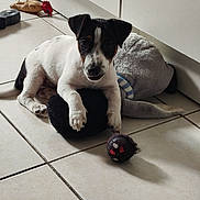 Brasko a rejoint le concours — aidez-le/la à gagner de superbes lots ! dog, puppy, pet, portrait, sitting, lying_down, black_and_white, brown_markings, floppy_ears, facial_markings, paws, toy, plush_toy, ball, indoors, tile_floor, home, cabinet, playful, cute