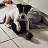 dog, puppy, pet, portrait, sitting, lying_down, black_and_white, brown_markings, floppy_ears, facial_markings, paws, toy, plush_toy, ball, indoors, tile_floor, home, cabinet, playful, cute