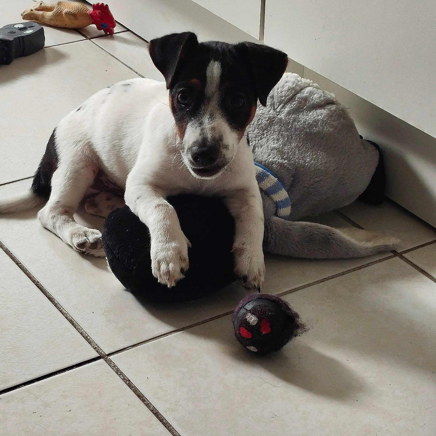 Brasko a rejoint le concours — aidez-le/la à gagner de superbes lots ! dog, puppy, pet, portrait, sitting, lying_down, black_and_white, brown_markings, floppy_ears, facial_markings, paws, toy, plush_toy, ball, indoors, tile_floor, home, cabinet, playful, cute