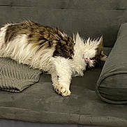 Blanchette a rejoint le concours — aidez-le/la à gagner de superbes lots ! cat, comfort, couch, cozy, domestic_animal, fluffy, fur, furniture, gray, home, indoor, knit_blanket, lounging, paws, pet, relaxing, resting, sleeping, soft, whiskers