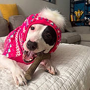 Shelia joined the competition — help win amazing prizes! dog, pet, playing, chewing, toy, hat, winter_clothing, pink, white, quilted_blanket, indoor, living_room, couch, decor, cozy, close_up, canine, happy, animal, domestic