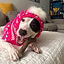dog, pet, playing, chewing, toy, hat, winter_clothing, pink, white, quilted_blanket, indoor, living_room, couch, decor, cozy, close_up, canine, happy, animal, domestic