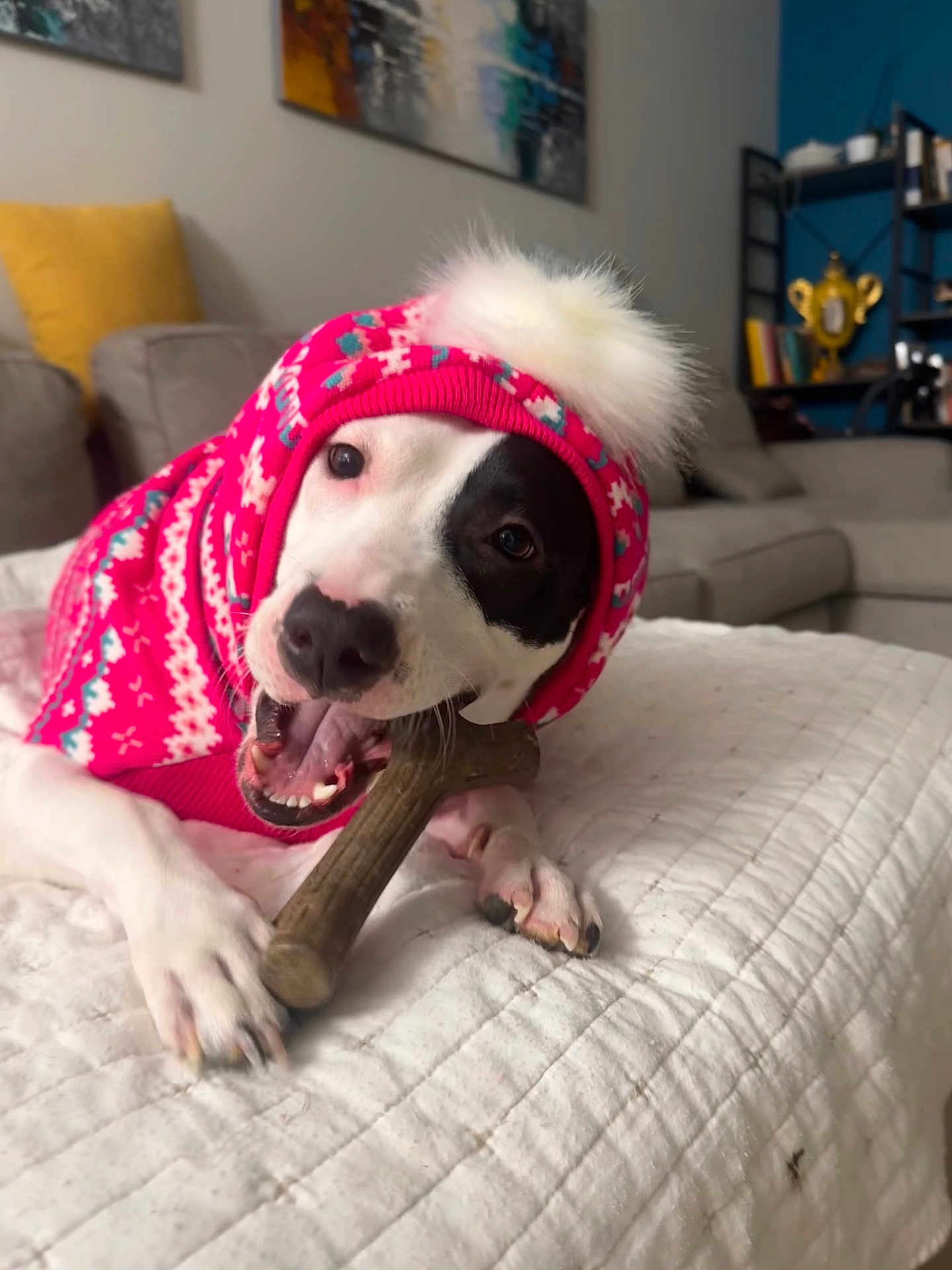 Shelia joined the competition — help win amazing prizes! dog, pet, playing, chewing, toy, hat, winter_clothing, pink, white, quilted_blanket, indoor, living_room, couch, decor, cozy, close_up, canine, happy, animal, domestic