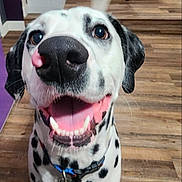 Jackson is registered to the contest to win money with this photo: dog, dalmatian, pet, animal, indoor, wooden_floor, happy, tongue_out, tail_wagging, collar, black_spots, white_fur, looking_up, smiling, home, furniture, chair, table, floor, domestic