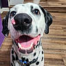 dog, dalmatian, pet, animal, indoor, wooden_floor, happy, tongue_out, tail_wagging, collar, black_spots, white_fur, looking_up, smiling, home, furniture, chair, table, floor, domestic