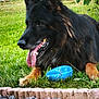 Mabrouk participe au concours pour gagner de l'argent avec cette photo : animal, black_fur, blue_toy, canine, dog, ears, fur, garden, german_shepherd, grass, happy, lying_down, mouth, nature, outdoor, pet, playful, tan_fur, tongue_out, toy