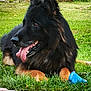 animal, black, brown, canine, dog, ears, fur, garden, german_shepherd, grass, happy, laying, muzzle, nature, outdoor, pet, playful, side_view, tongue_out, toy