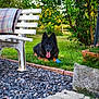 Mabrouk a rejoint le concours — aidez-le/la à gagner de superbes lots ! animal, bench, black_dog, dog, flower_pot, flowers, garden, grass, greenery, happy, nature, outdoor, pet, plaid_blanket, relaxing, stone_path, summer, sunlight, tongue_out, tree