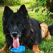 Mabrouk a rejoint le concours — aidez-le/la à gagner de superbes lots ! animal, blue_bowl, canine, close_up, daylight, dog, ears, fur, garden, german_shepherd, grass, greenery, lying_down, nature, outdoor, pet, playful, tail, tongue, tongue_out