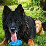 animal, blue_bowl, canine, close_up, daylight, dog, ears, fur, garden, german_shepherd, grass, greenery, lying_down, nature, outdoor, pet, playful, tail, tongue, tongue_out