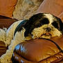 dog, black_and_white, fluffy, resting, napping, couch, leather, armrest, cozy, indoor, pet, fur, sleepy, relaxed, closeup, home, animal, companion, snout, paw