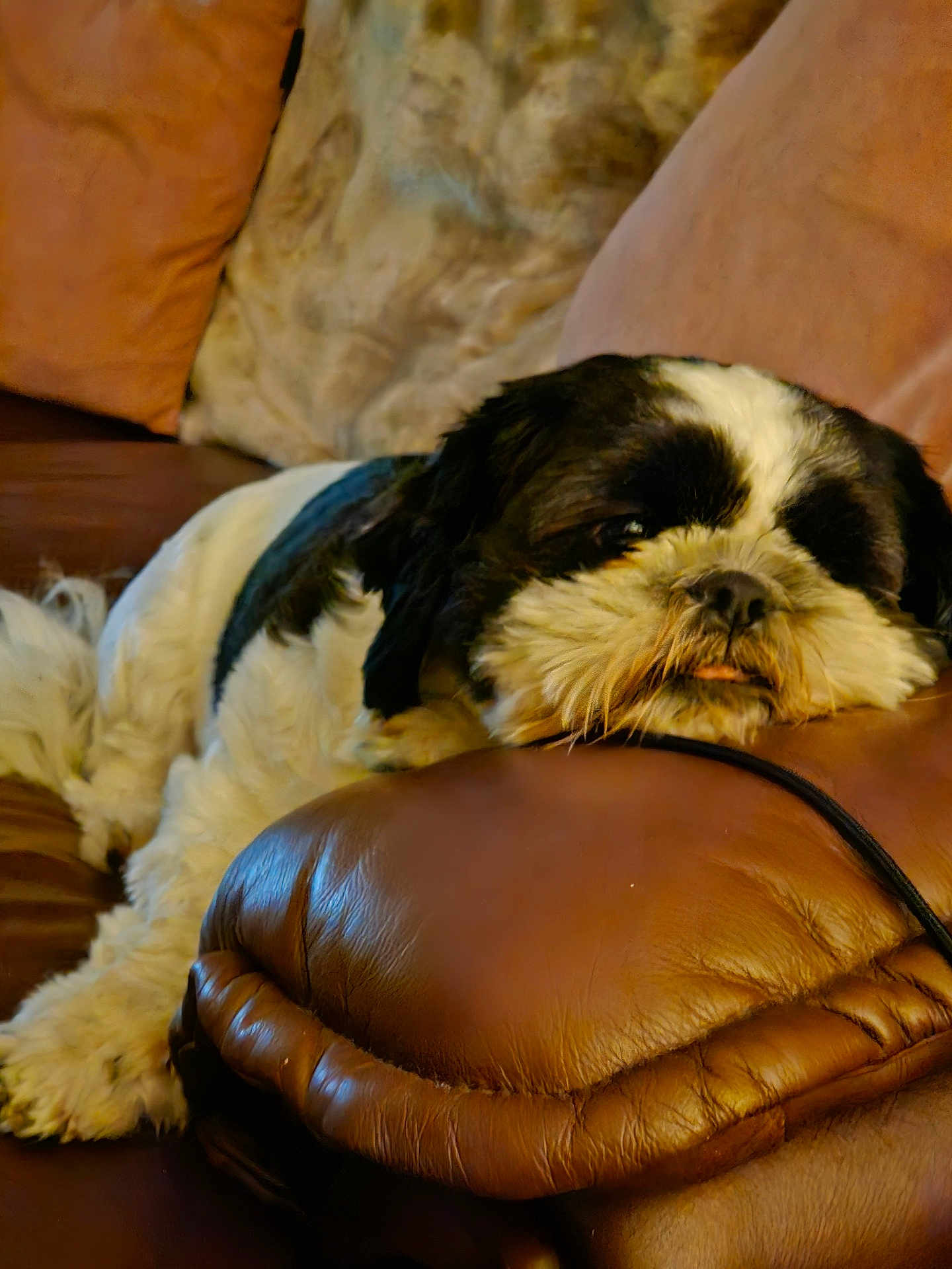 Flinn is registered to the contest to win money with this photo: dog, black_and_white, fluffy, resting, napping, couch, leather, armrest, cozy, indoor, pet, fur, sleepy, relaxed, closeup, home, animal, companion, snout, paw