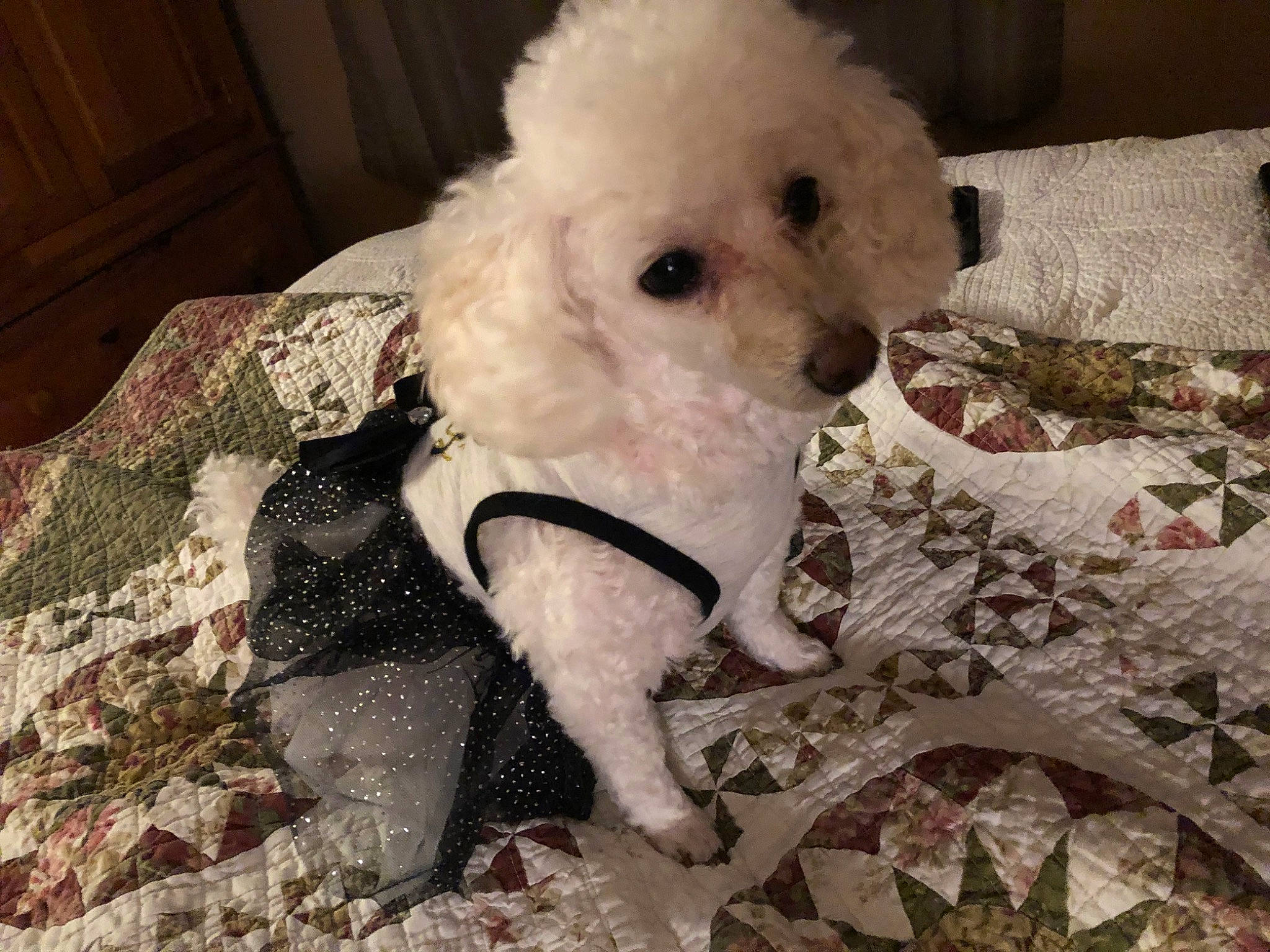 P. J. joined the competition — help win amazing prizes! canidae, carnivore, comfort, companion_dog, dog, dog_breed, dog_clothes, dog_supply, fawn, fur, labradoodle, maltepoo, pet_supply, poodle, snout, sporting_group, terrier, toy_dog, water_dog, working_animal