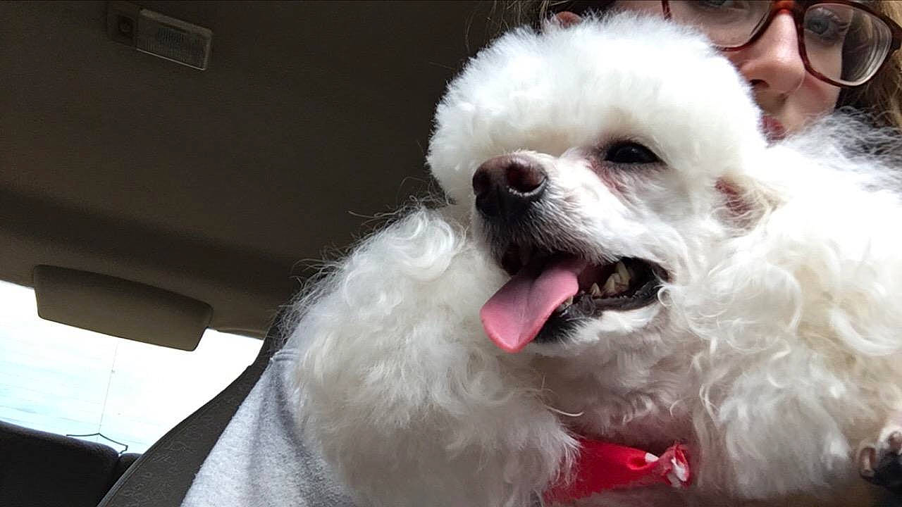 P. J. is registered to the contest to win money with this photo: canidae, carnivore, companion_dog, dog, dog_breed, dog_collar, dog_supply, eyewear, fang, fur, goggles, maltepoo, poodle, sporting_group, sunglasses, terrier, toy_dog, vehicle_door, windshield, working_animal