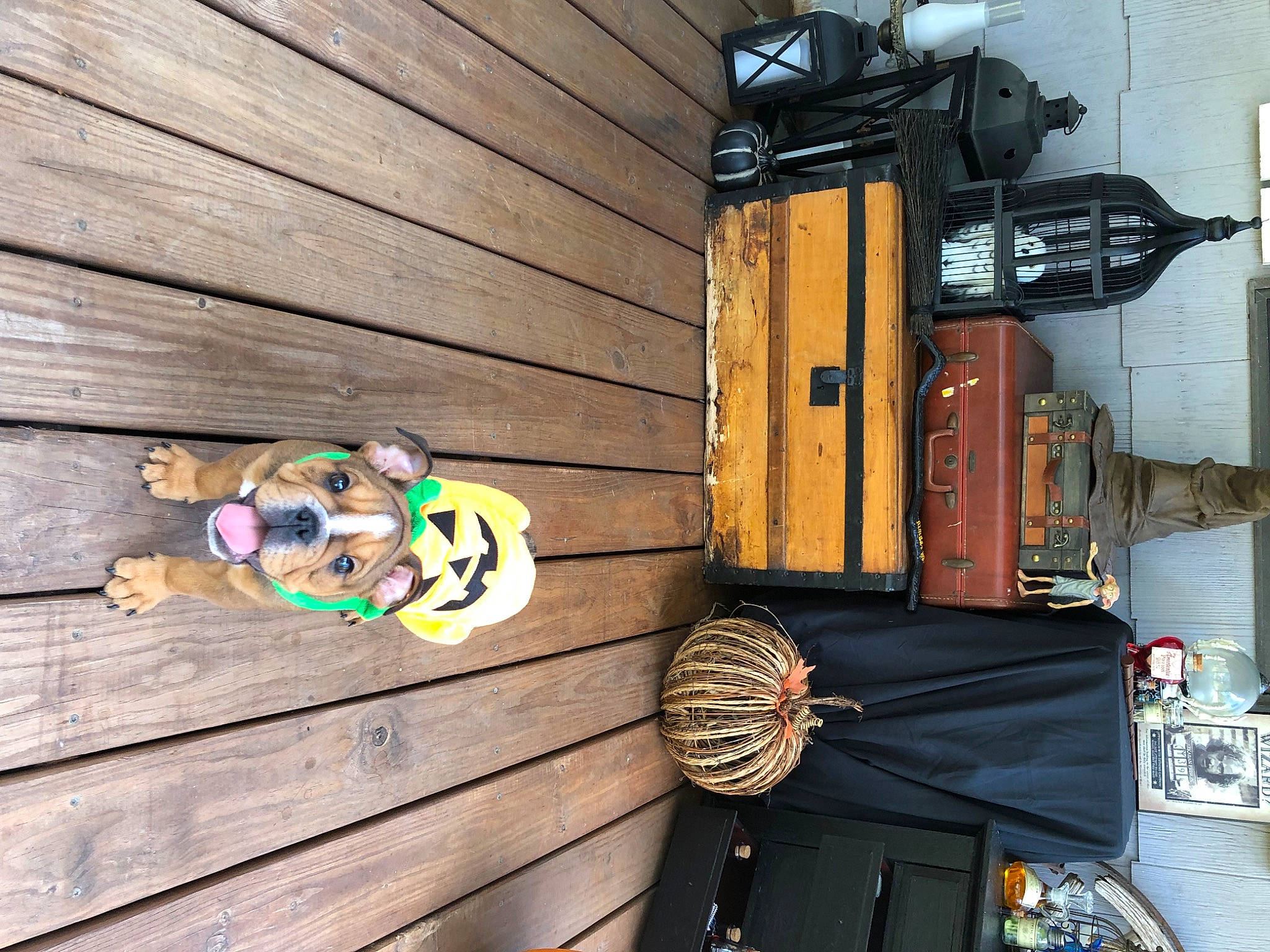 Auggie is registered to the contest to win money with this photo: art, automotive_lighting, automotive_tire, door, hardwood, house, line, machine, metal, plank, plant, plywood, siding, sunglasses, tire, tree, vehicle, wheel, wood, wood_stain