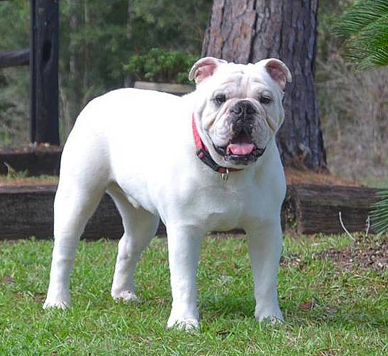 Brutus joined the competition — help win amazing prizes! bulldog, canidae, carnivore, collar, companion_dog, dog, dog_breed, dog_collar, dogo_guatemalteco, fawn, grass, molosser, non_sporting_group, plant, snout, sporting_group, tail, tree, whiskers, working_dog