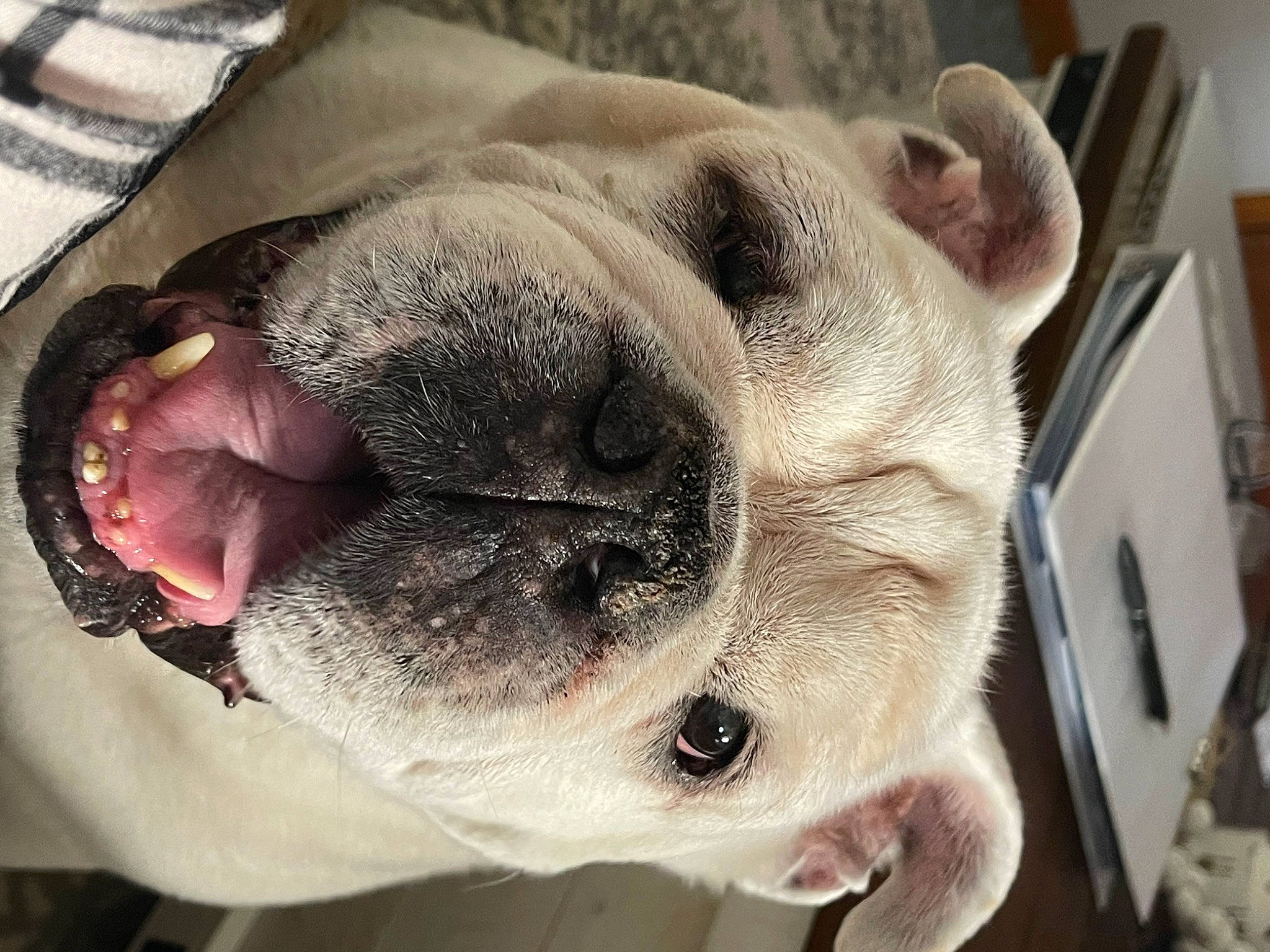 Brutus joined the competition — help win amazing prizes! canidae, carnivore, collar, comfort, companion_dog, dog, dog_breed, dog_collar, ear, fawn, fur, head, nose, pet_supply, snout, sporting_group, terrestrial_animal, whiskers, working_animal, wrinkle