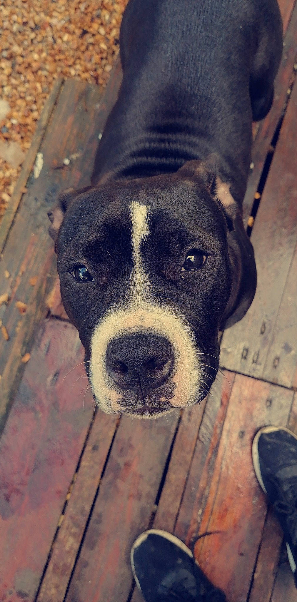 Paloma participe au concours pour gagner de l'argent avec cette photo : carnivore, collar, companion_dog, dog, dog_breed, dog_collar, electric_blue, fawn, floor, flooring, fur, guard_dog, metal, snout, sporting_group, square, whiskers, window, wood, working_animal