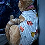 Willow joined the competition — help win amazing prizes! cat, ginger_cat, pet, animal, bed, blanket, clothing, cute, sleeping, curled_up, fur, collar, indoor, cozy, resting, pattern, comfort, cute_outfit, tail, domestic_animal