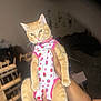 abyssinian, accessories, animal, cat, clothing, doll, dress, face, formalwear, head, kitten, leash, manx, person, pet, photography, portrait, siamese, strap, toy