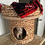abyssinian, animal, basket, blanket, canine, cat, clothing, den, dog, doghouse, hardwood, hosiery, indoors, interiordesign, kennel, kitten, manx, pet, sock, wood