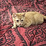 abyssinian, accessories, animal, art, bed, bedroom, blanket, cat, cushion, furniture, homedecor, indoors, kitten, linen, manx, ornament, pet, quilt, room, siamese