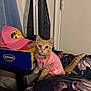 abyssinian, animal, baseballcap, bed, bedroom, box, cap, cat, clothing, couch, face, furniture, hat, head, indoors, person, pet, photography, portrait, room
