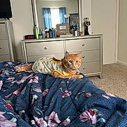 Willow joined the competition — help win amazing prizes! cat, orange_cat, bed, blanket, floral_pattern, dresser, mirror, window, curtains, lamp, carpet, room, furniture, clothing, pet, indoor, resting, animal, comfortable, casual