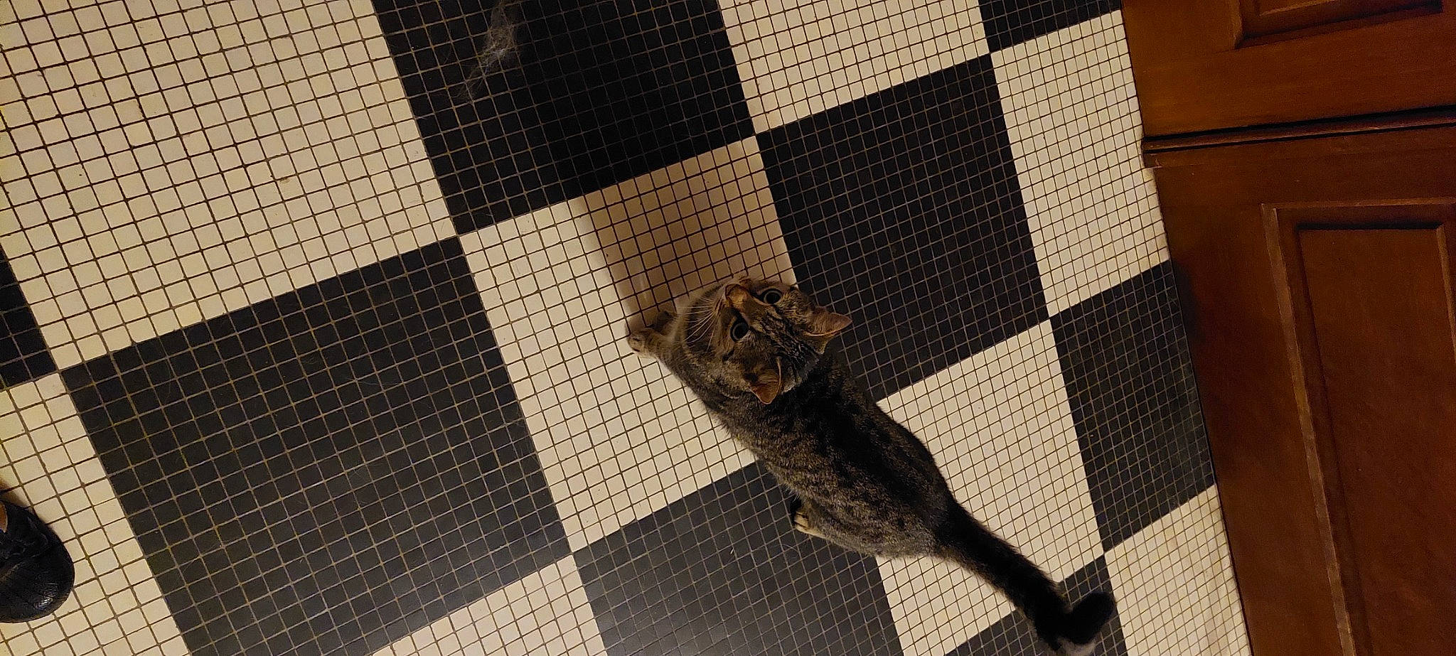 Nala a rejoint le concours — aidez-le/la à gagner de superbes lots ! art, felidae, floor, flooring, font, grey, line, mesh, metal, pattern, rectangle, reptile, room, scaled_reptile, shadow, tail, terrestrial_animal, tile, tints_and_shades, wood