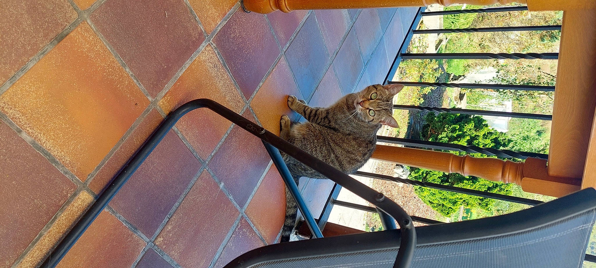 Nala a rejoint le concours — aidez-le/la à gagner de superbes lots ! animal_shelter, brickwork, carnivore, cat, domestic_short_haired_cat, fawn, felidae, flooring, flowerpot, hardwood, metal, pattern, plant, small_to_medium_sized_cats, tail, tree, whiskers, wildlife, window, wood